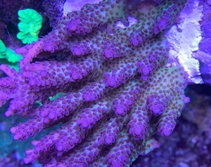 Acropora Microlados Strawberry Shortcake, Korallen, Meerwasser, Ableger Bild 2