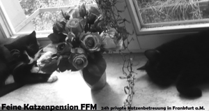 Feine 24h Katzenbetreuung in Frankfurt  >+< private Katzenpension FFM   