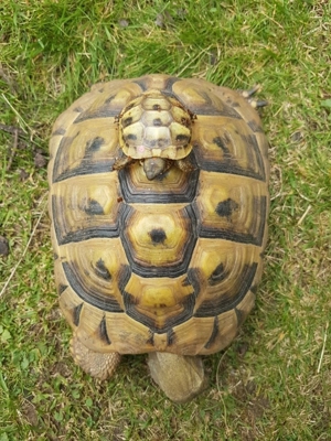 Griechische Landschildkröten Testudo hermanni boetgeri  Bild 11