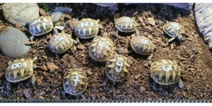Griechische Landschildkröten Testudo hermanni boetgeri  Bild 5