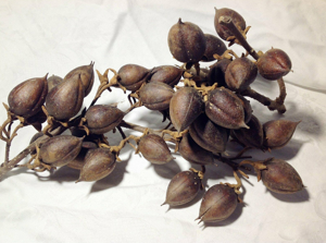 Blauglockenbaum (Paulownia Tomentosa) *SAATGUT* Bild 6