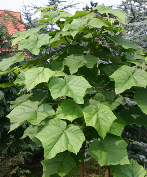 Blauglockenbaum (Paulownia Tomentosa) *SAATGUT* Bild 4