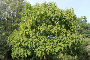 Blauglockenbaum (Paulownia Tomentosa) *SAATGUT* Bild 3