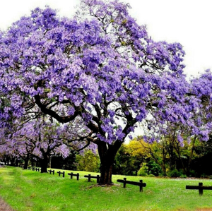 Blauglockenbaum (Paulownia Tomentosa) *SAATGUT* Bild 1