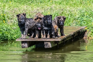 Deutscher Schäferhund Welpen reinrassig gerader Rücken Leistungslinie gesund DDR Rote Papiere!