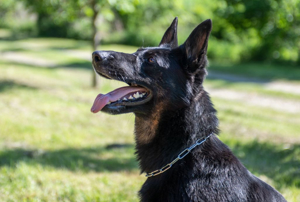 Deutscher Schäferhund Welpen reinrassig gerader Rücken Leistungslinie gesund DDR Rote Papiere! Bild 5