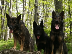 Deutscher Schäferhund Welpen reinrassig gerader Rücken Leistungslinie gesund DDR Rote Papiere! Bild 7