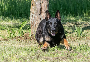 Deutscher Schäferhund Welpen reinrassig gerader Rücken Leistungslinie gesund DDR Rote Papiere! Bild 6