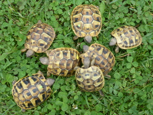 Nachzuchten 2022 Testudo hermanni hercegovinensis, Dalmatinische Landschildkröte