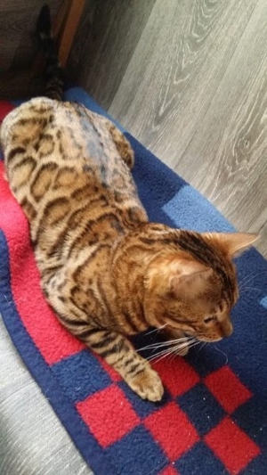 Bengal Deckkater Stammbaum, FIV, FeLV, Herz, Nieren, Blutgruppe A, Augen