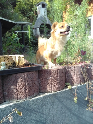 Deckrüde, kleiner Mischling Bild 4