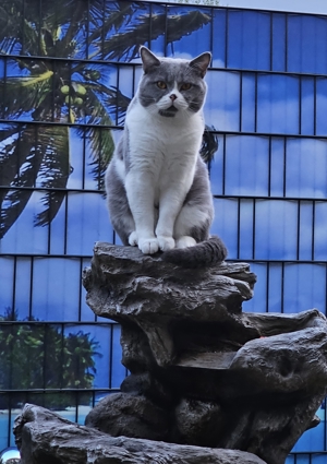 Bkh Deckkater Bild 2