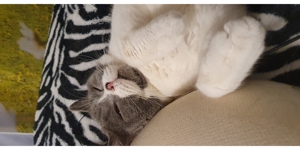 Bkh Deckkater Bild 3