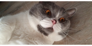 Bkh Deckkater Bild 6