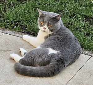 Bkh Deckkater Bild 4