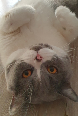 Bkh Deckkater Bild 5