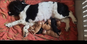 Apricot Fawn Zwergpudel Deckrüde Erfahren Ahnentafel Gentest Patella frei. Zuchttauglich. Bild 8