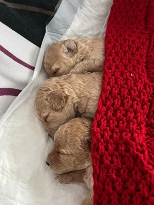 Apricot Fawn Zwergpudel Deckrüde Erfahren Ahnentafel Gentest Patella frei. Zuchttauglich. Bild 5