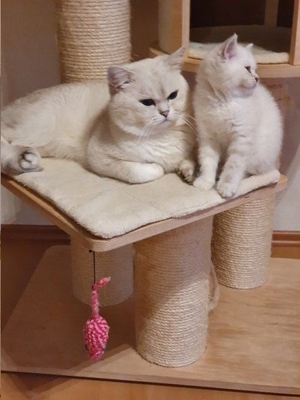 Deckkater BKH silver shaded point mit Stammbaum+ChampionTitel BG A Bild 9