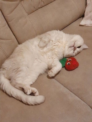 Deckkater BKH silver shaded point mit Stammbaum+ChampionTitel BG A Bild 10