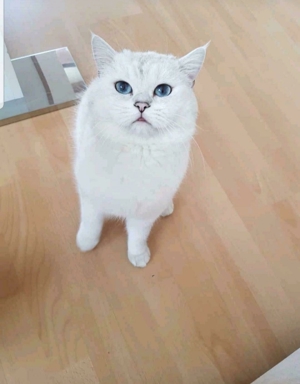 Deckkater BKH silver shaded point mit Stammbaum+ChampionTitel BG A Bild 2