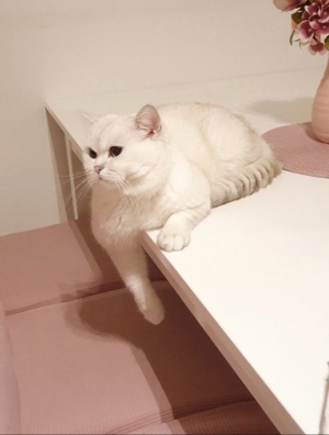 Deckkater BKH silver shaded point mit Stammbaum+ChampionTitel BG A Bild 8