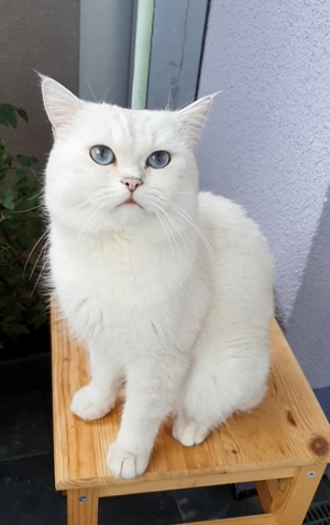 Deckkater BKH silver shaded point mit Stammbaum+ChampionTitel BG A Bild 6