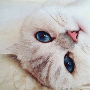 Deckkater BKH silver shaded point mit Stammbaum+ChampionTitel BG A Bild 4