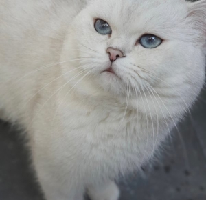 Deckkater BKH silver shaded point mit Stammbaum+ChampionTitel BG A Bild 7