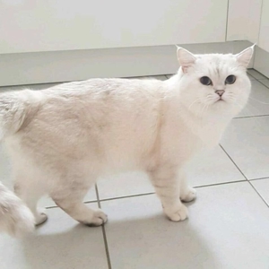 Deckkater BKH silver shaded point mit Stammbaum+ChampionTitel BG A Bild 3