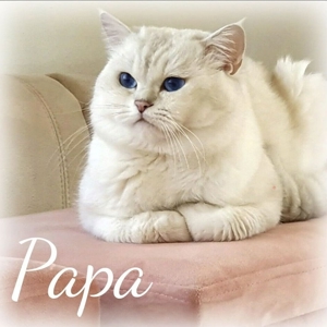 Deckkater BKH silver shaded point mit Stammbaum+ChampionTitel BG A Bild 5