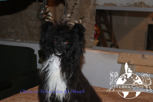 Zuchtrüde - Stud - No Sale Bild 4