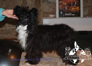 Zuchtrüde - Stud - No Sale Bild 3