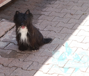 Zuchtrüde - Stud - No Sale Bild 2