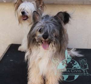 Zuchtrüde - Stud - kein Verkauf  Bild 3