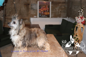 Zuchtrüde - Stud - kein Verkauf  Bild 2