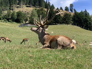 Pfingstferien in den Alpen   Ferienwohnung mit Sauna   atemberaubende Lage Bild 8
