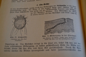 Verkaufe Buch Praktischer Hausschatz der Heilkunde , ca. 1910 Bild 3