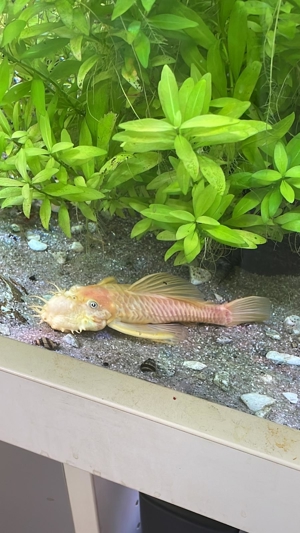 Robuste Wasser-Pflanzen für``s Aquarium. Bild 5