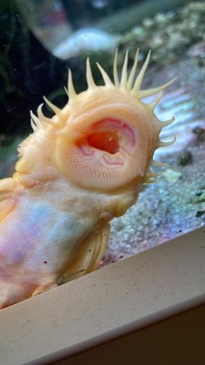 Robuste Wasser-Pflanzen für``s Aquarium. Bild 2