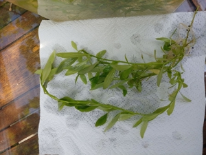 Robuste Wasser-Pflanzen für``s Aquarium. Bild 7