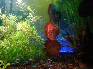 Antennen-Welse weiß getupft und gelb. Bild 4