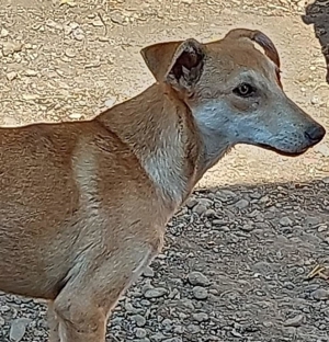 Foxy wünscht sich ein Zuhause