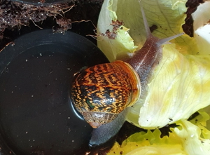 Gefleckte Weinbergschnecken Jungtiere ( Cornu aspersum )