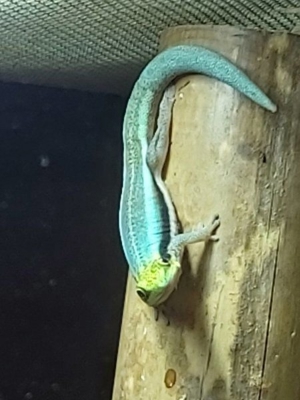 Biete Gecko Taggecko Phelsuma klemmeri Blauer Bambustaggecko Nachzuchten Bild 3