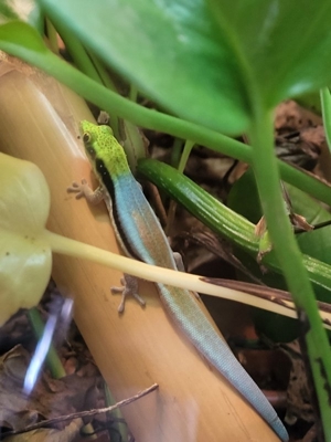 Biete Gecko Taggecko Phelsuma klemmeri Blauer Bambustaggecko Nachzuchten Bild 4