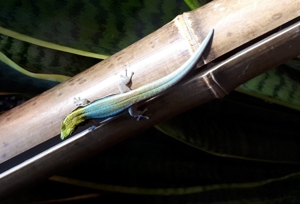 Biete Gecko Taggecko Phelsuma klemmeri Blauer Bambustaggecko Nachzuchten Bild 1