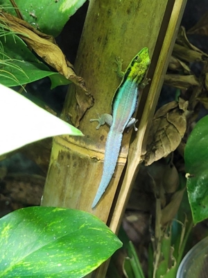 Biete Gecko Taggecko Phelsuma klemmeri Blauer Bambustaggecko Nachzuchten Bild 2