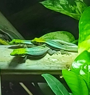 Biete Gecko Taggecko Phelsuma klemmeri Blauer Bambustaggecko Nachzuchten Bild 5