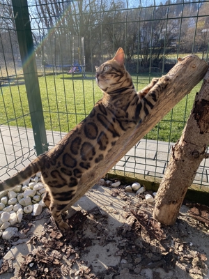 Bengal Deckkater mit Stammbaum, große geschlossene Rosetten, sehr kurzes Fell